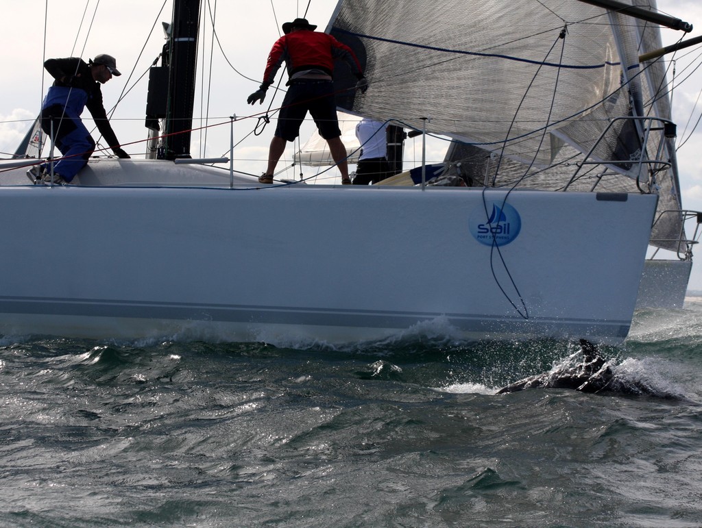 Look at the dolphin. NSW IRC Championship. Sail Port Stephens 2011  <br />
 © Sail Port Stephens Event Media